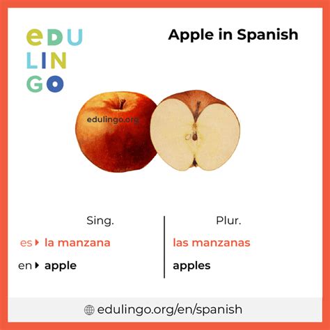 Learn how to translate apple from English to Spanish with examples, pronunciation, thesaurus and phrases. See the dictionary entries for la manzana and Apple, and compare the two words. Find out the meanings of related words and expressions. 